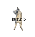 ぐでにゃんサラ（個別スタンプ：3）
