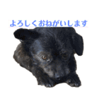 ジャックのおっつとミックスのくうた（個別スタンプ：9）