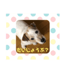 ジャックのおっつとミックスのくうた（個別スタンプ：17）