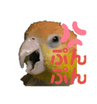 グリ、たまにタロウ（個別スタンプ：5）
