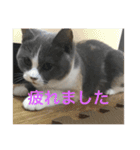 ブリティッシュショートヘアぽてちゃん（個別スタンプ：6）