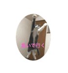 ブリティッシュショートヘアぽてちゃん（個別スタンプ：7）