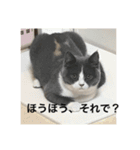 ブリティッシュショートヘアぽてちゃん（個別スタンプ：9）