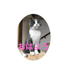 ブリティッシュショートヘアぽてちゃん（個別スタンプ：11）