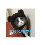 ブリティッシュショートヘアぽてちゃん（個別スタンプ：15）
