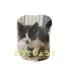 ブリティッシュショートヘアぽてちゃん（個別スタンプ：16）