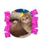 ねこまーち もちもちプリンス（個別スタンプ：1）