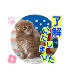 ねこまーち もちもちプリンス（個別スタンプ：4）