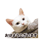 チムLINEスタンプ 2（個別スタンプ：1）