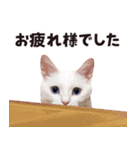 チムLINEスタンプ 2（個別スタンプ：7）