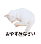 チムLINEスタンプ 2（個別スタンプ：8）