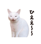 チムLINEスタンプ 2（個別スタンプ：24）