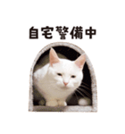 チムLINEスタンプ 2（個別スタンプ：33）