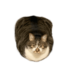 人生に猫は必需（個別スタンプ：1）