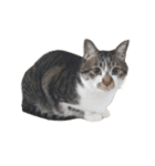人生に猫は必需（個別スタンプ：2）