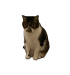 人生に猫は必需（個別スタンプ：3）