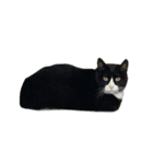 人生に猫は必需（個別スタンプ：4）