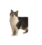 人生に猫は必需（個別スタンプ：5）