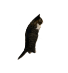 人生に猫は必需（個別スタンプ：6）