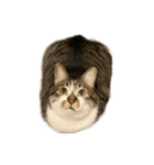 人生に猫は必需（個別スタンプ：7）