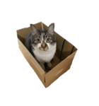 人生に猫は必需（個別スタンプ：8）