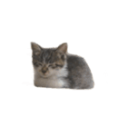人生に猫は必需（個別スタンプ：9）