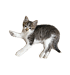 人生に猫は必需（個別スタンプ：10）