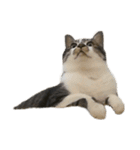 人生に猫は必需（個別スタンプ：11）