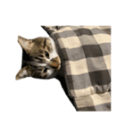 人生に猫は必需（個別スタンプ：12）