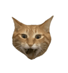 人生に猫は必需（個別スタンプ：13）