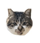 人生に猫は必需（個別スタンプ：14）