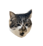 人生に猫は必需（個別スタンプ：15）