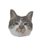 人生に猫は必需（個別スタンプ：16）