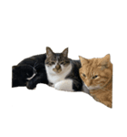 人生に猫は必需（個別スタンプ：17）