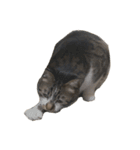 人生に猫は必需（個別スタンプ：18）