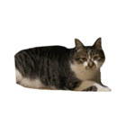 人生に猫は必需（個別スタンプ：19）