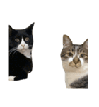 人生に猫は必需（個別スタンプ：20）