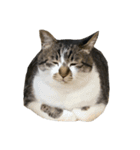 人生に猫は必需（個別スタンプ：21）