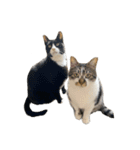 人生に猫は必需（個別スタンプ：22）