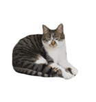 人生に猫は必需（個別スタンプ：23）