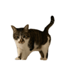 人生に猫は必需（個別スタンプ：24）