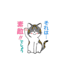 我が家の猫さんスタンプ2（個別スタンプ：5）