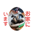 ミカリンスタンプ♪（個別スタンプ：1）