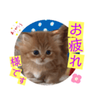 ねこまーち ふわふわプリンス（個別スタンプ：4）