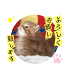 ねこまーち ふわふわプリンス（個別スタンプ：5）