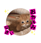 ねこまーち ふわふわプリンス（個別スタンプ：7）