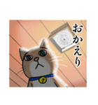 マウント猫（個別スタンプ：5）