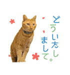 キジトラ白＆チャトラ◆和柄風◆毎日ねこ4（個別スタンプ：16）