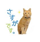 キジトラ白＆チャトラ◆和柄風◆毎日ねこ4（個別スタンプ：22）