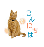 キジトラ白＆チャトラ◆和柄風◆毎日ねこ4（個別スタンプ：34）